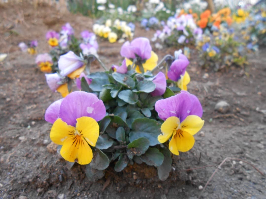 実写美⭕️美品【動作確認済み】Nikon COOLPIX S3300 ゴールド