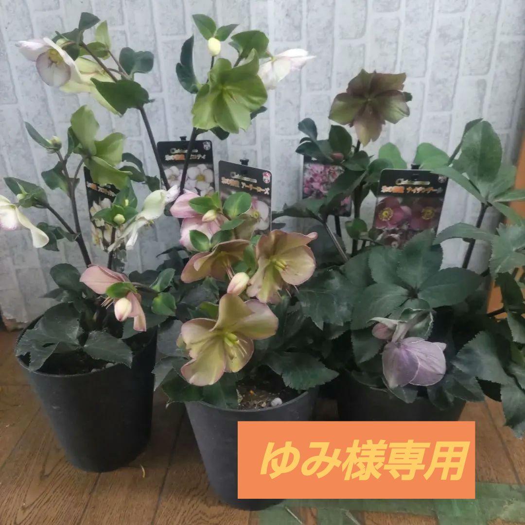 お買い得⭐️１３日入荷分⭐️クリスマスローズ⭐️氷の薔薇5号鉢⭐️5品種セット