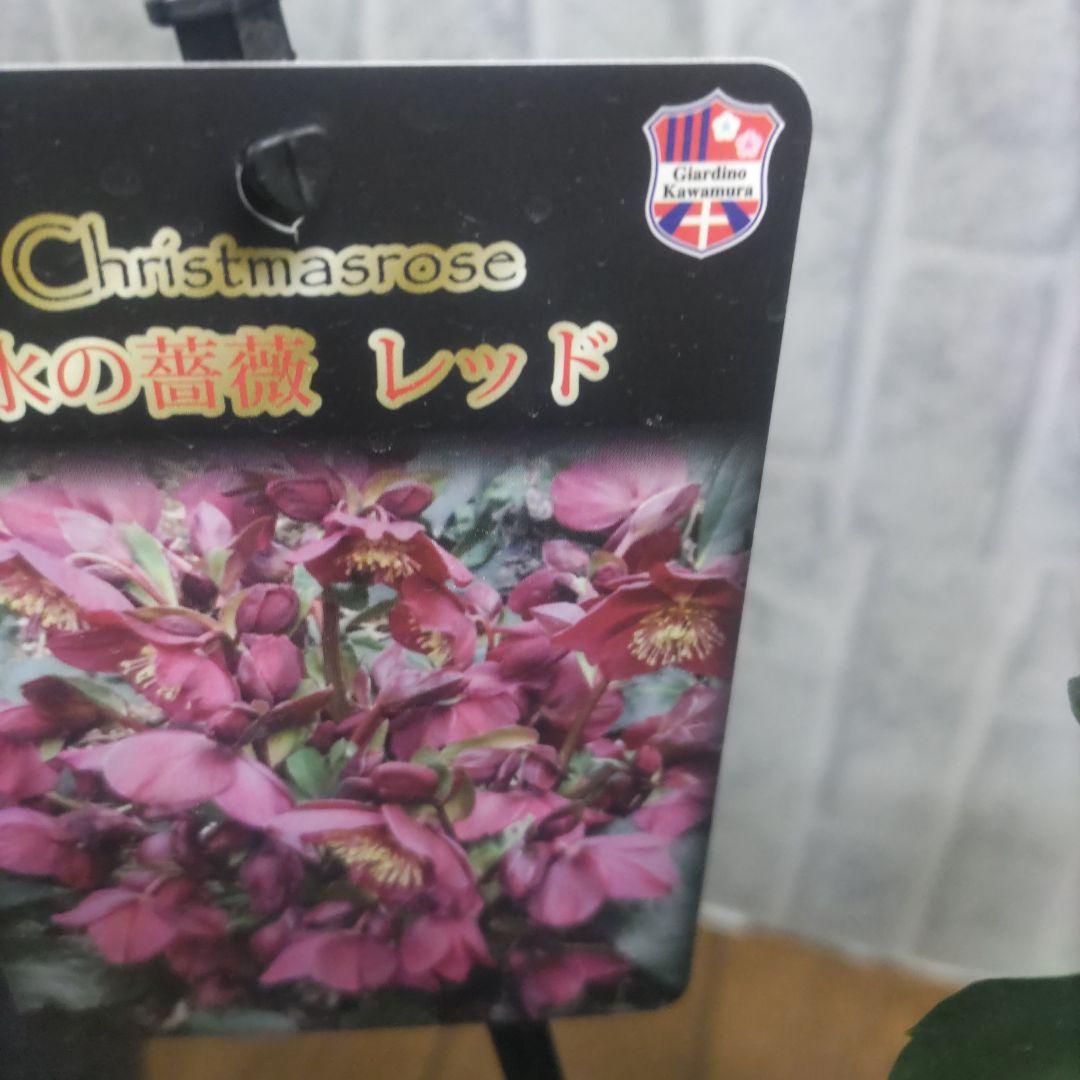 お買い得⭐️１３日入荷分⭐️クリスマスローズ⭐️氷の薔薇5号鉢⭐️5品種セット