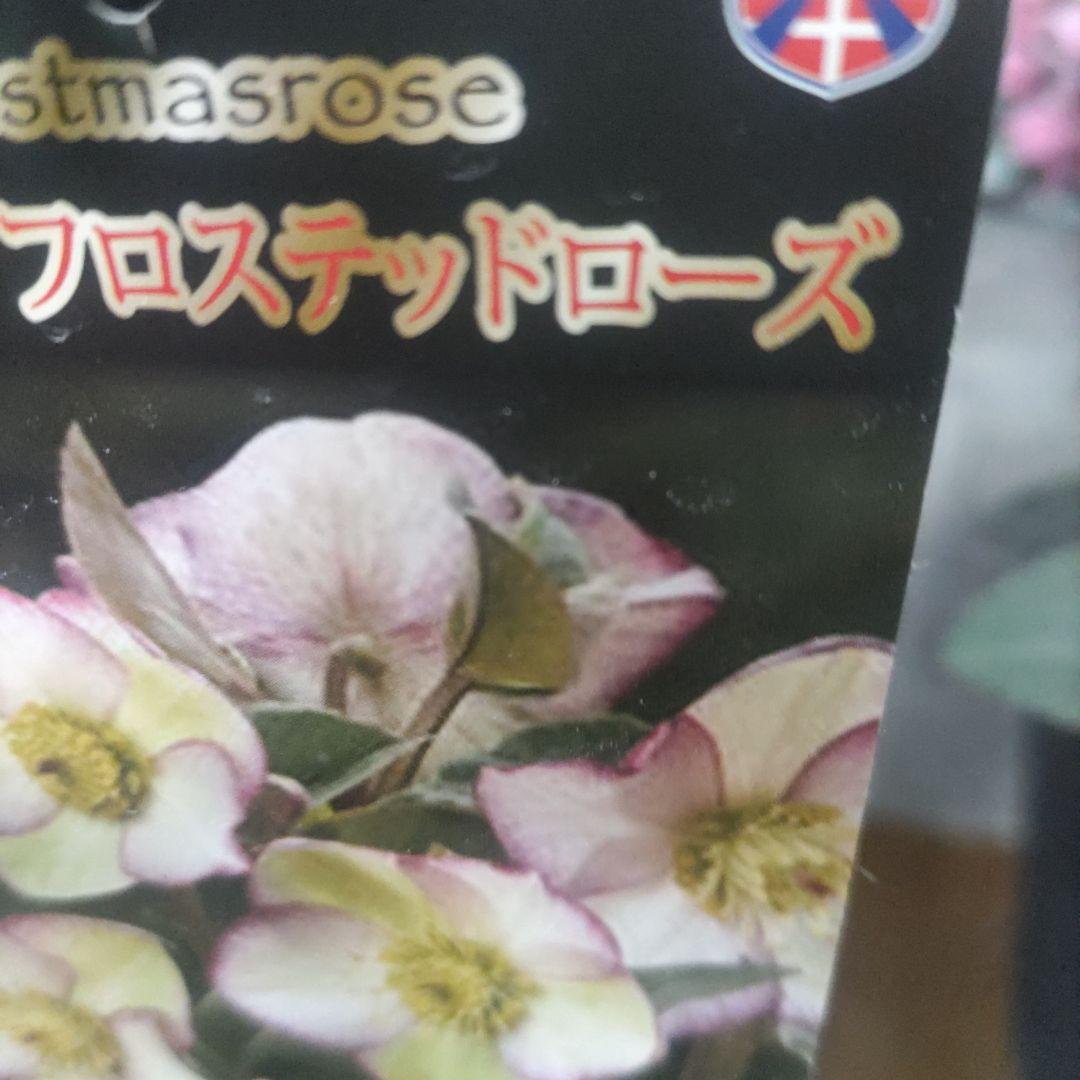 お買い得⭐️１３日入荷分⭐️クリスマスローズ⭐️氷の薔薇5号鉢⭐️5品種セット