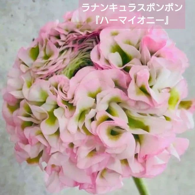 宿根草【廃盤決定】ラナンキュラス　ポンポン『ハーマイオニー』５号【大苗】♪