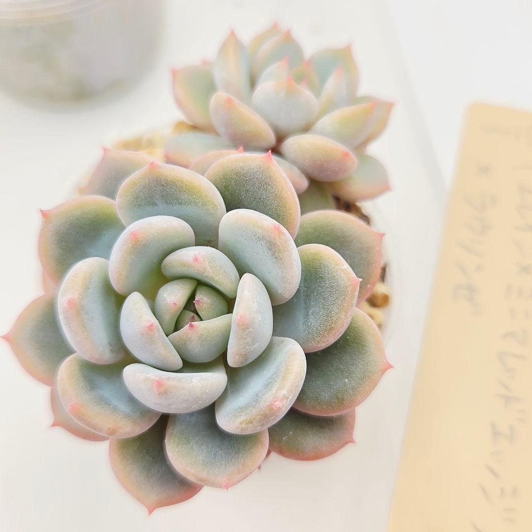 a*4様 ⑩大きめ ももホイップ❣️ミニマカロン交配❣️桃コロ❣️発根済6苗メル