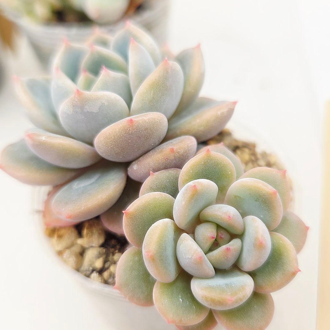 a*4様 ⑩大きめ ももホイップ❣️ミニマカロン交配❣️桃コロ❣️発根済6苗メル