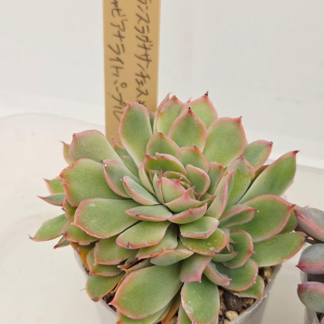 a*4様 ⑩大きめ ももホイップ❣️ミニマカロン交配❣️桃コロ❣️発根済6苗メル