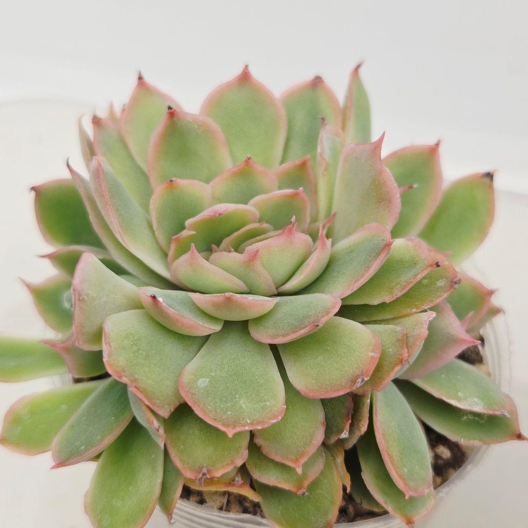 a*4様 ⑩大きめ ももホイップ❣️ミニマカロン交配❣️桃コロ❣️発根済6苗メル