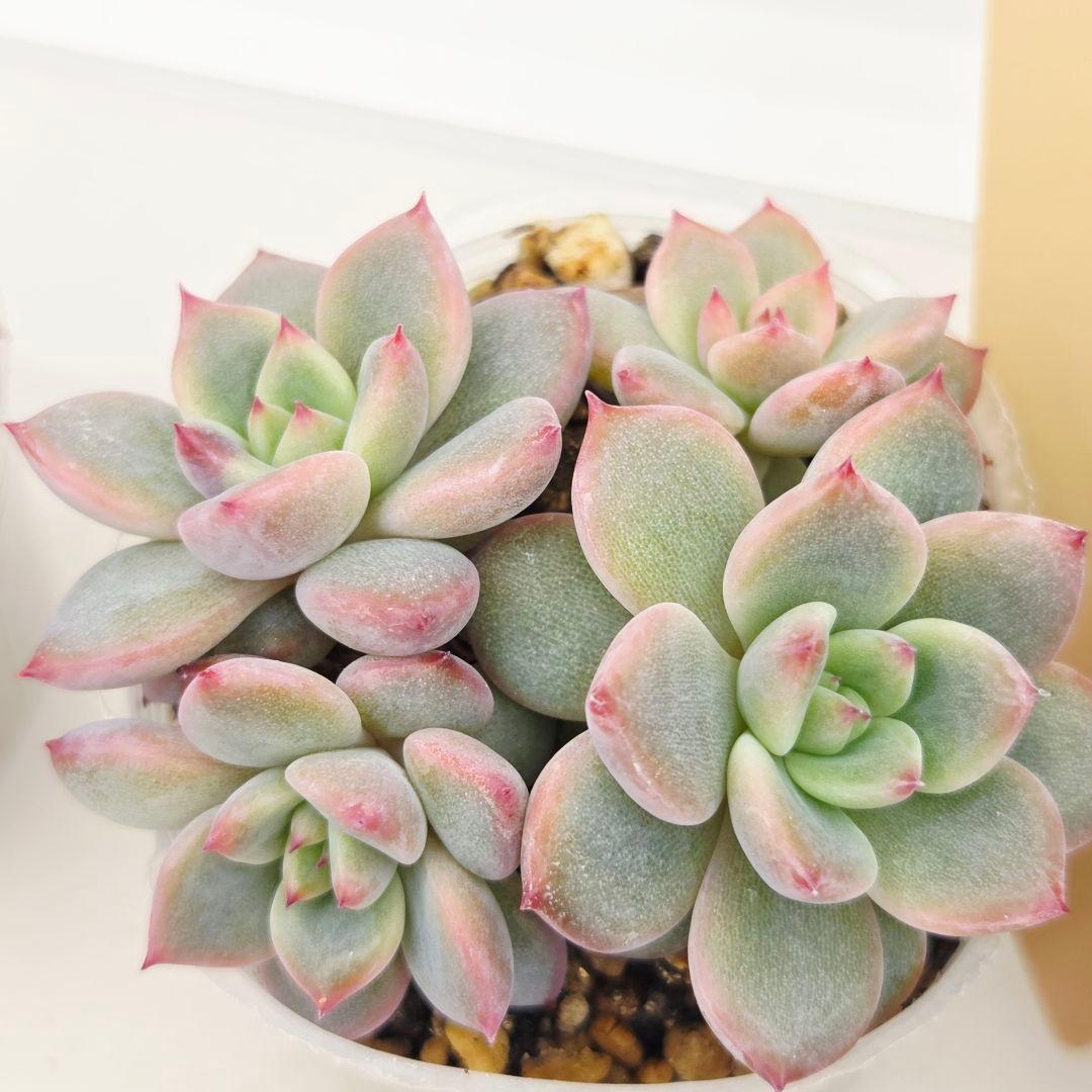 a*4様 ⑩大きめ ももホイップ❣️ミニマカロン交配❣️桃コロ❣️発根済6苗メル