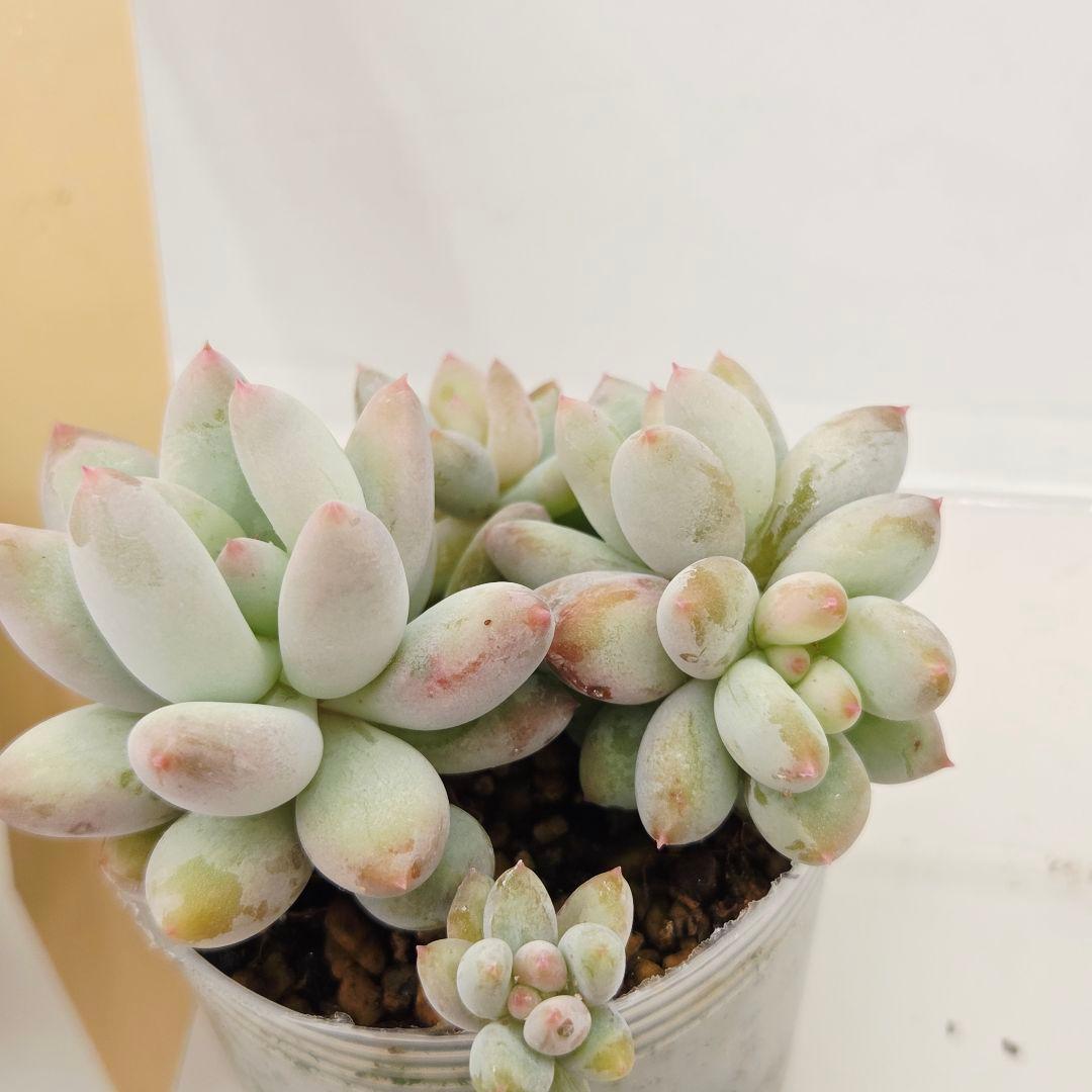 a*4様 ⑩大きめ ももホイップ❣️ミニマカロン交配❣️桃コロ❣️発根済6苗メル