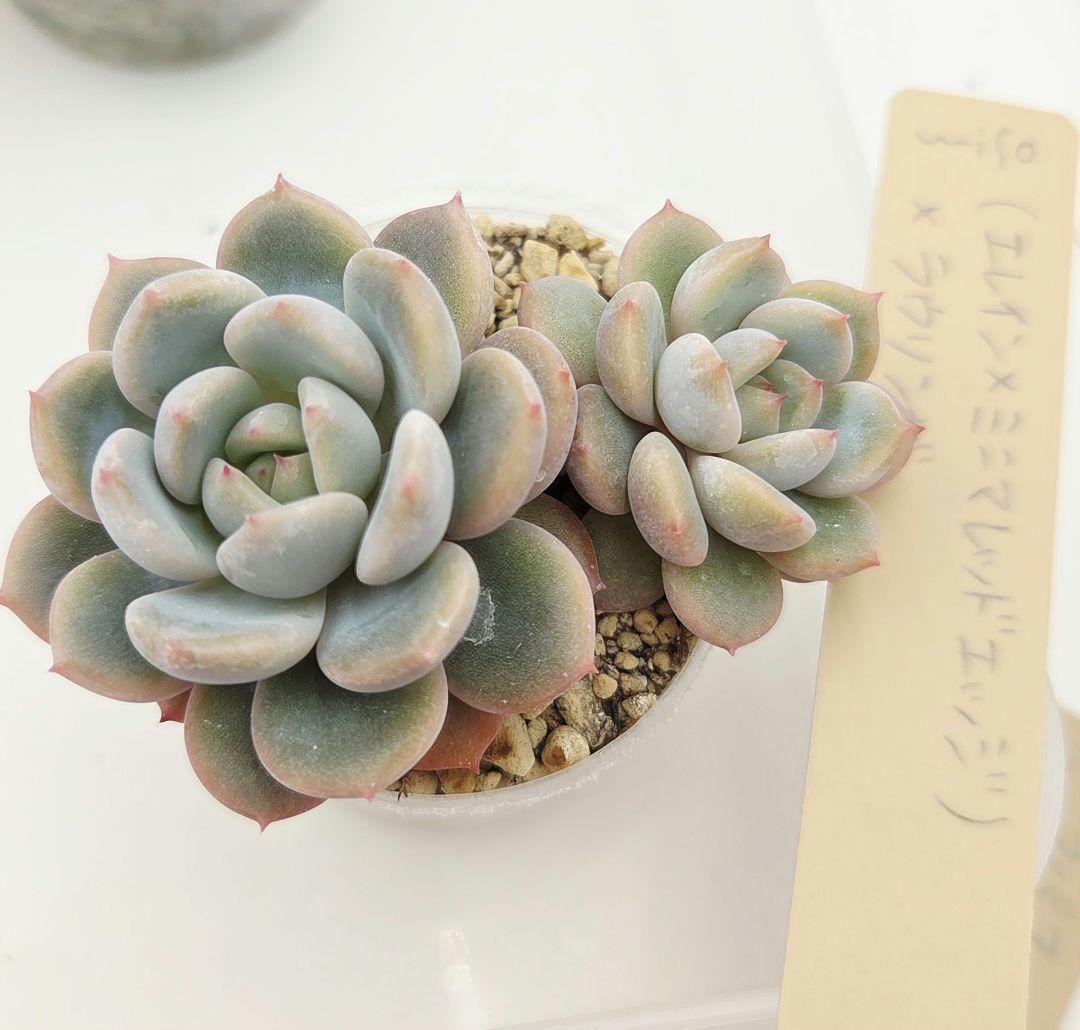 a*4様 ⑩大きめ ももホイップ❣️ミニマカロン交配❣️桃コロ❣️発根済6苗メル