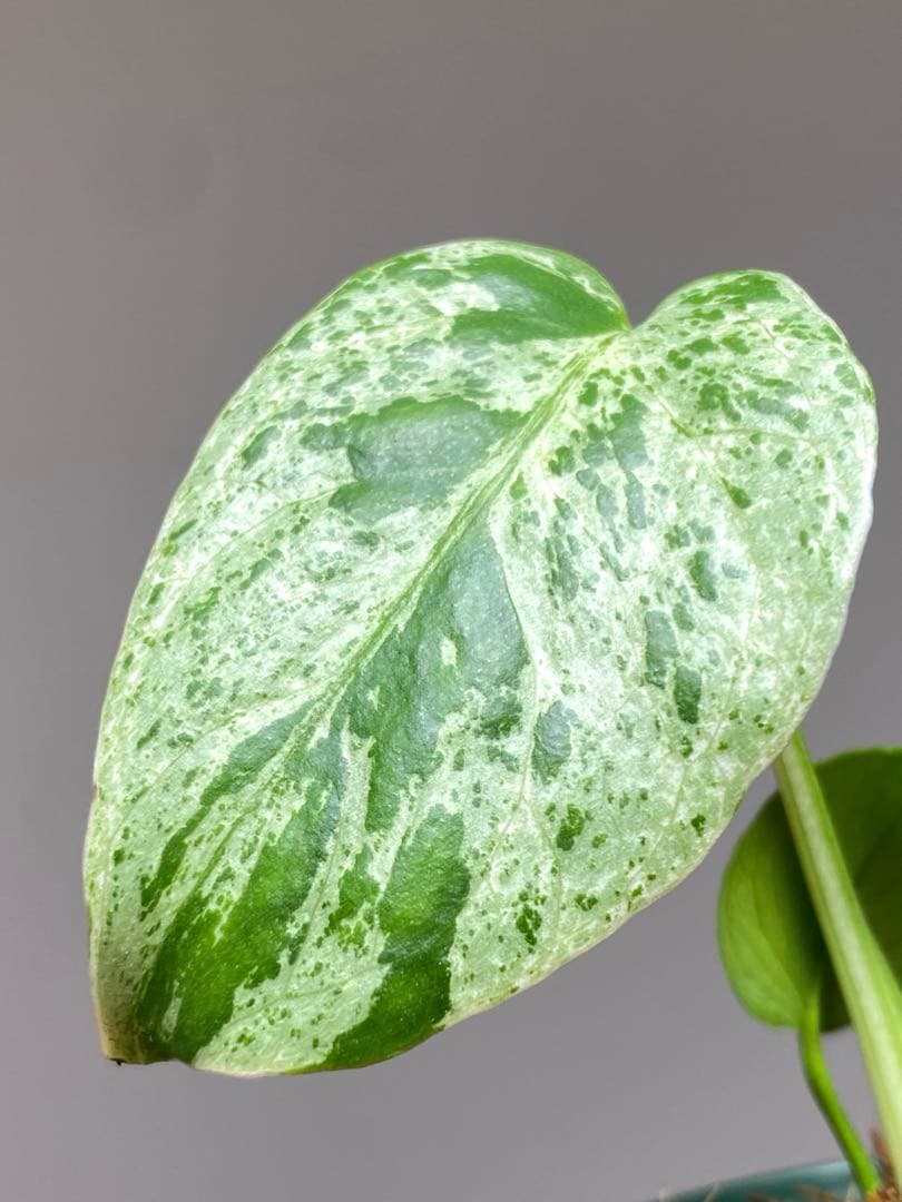 R*u様 【セール‼️】モンステラ　デリシオーサ　バルバソー　フシギダネ/ベトシ