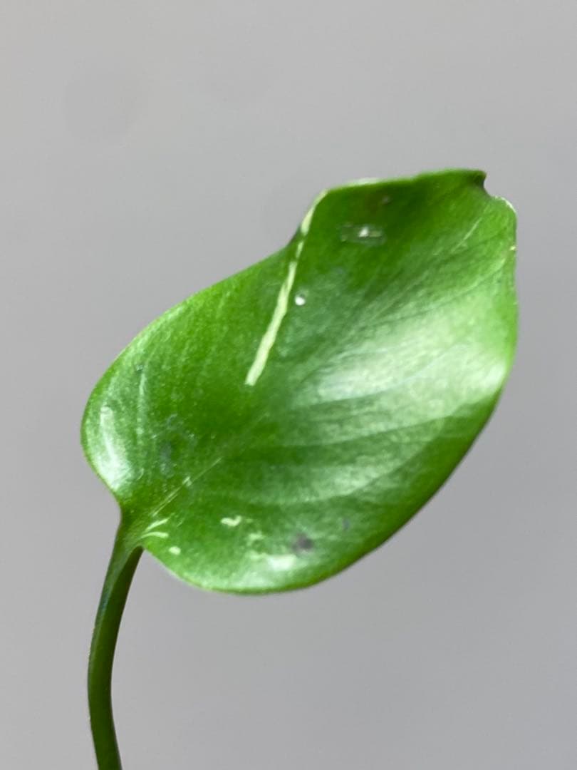 R*u様 【セール‼️】モンステラ　デリシオーサ　バルバソー　フシギダネ/ベトシ