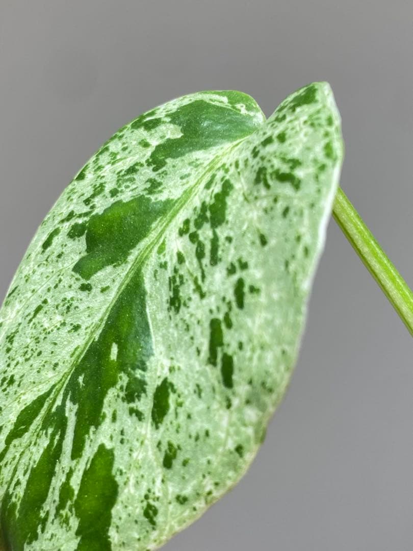 R*u様 【セール‼️】モンステラ　デリシオーサ　バルバソー　フシギダネ/ベトシ