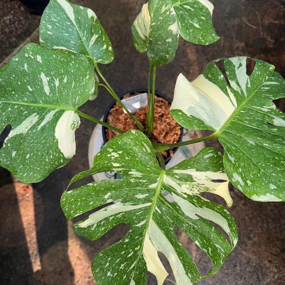 【特大極上苗】モンステラ タイコンステレーション クリームブリュレ 6号 鉢付き