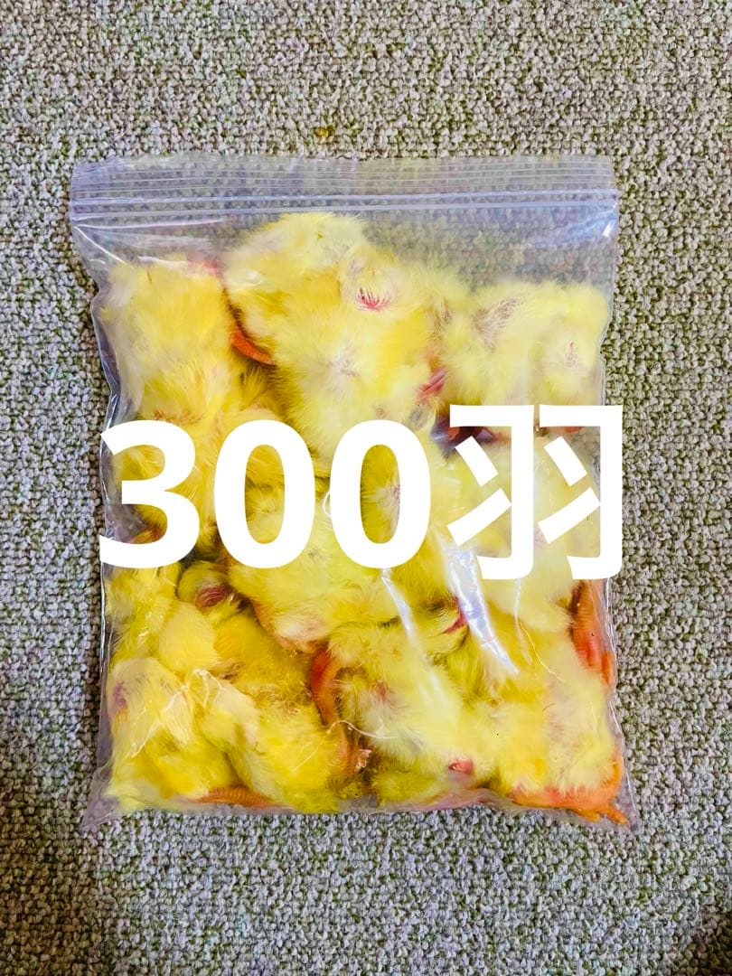 【リピート購入で＋10羽】 送料無料 国産 新鮮安全 冷凍ひよこ 300羽