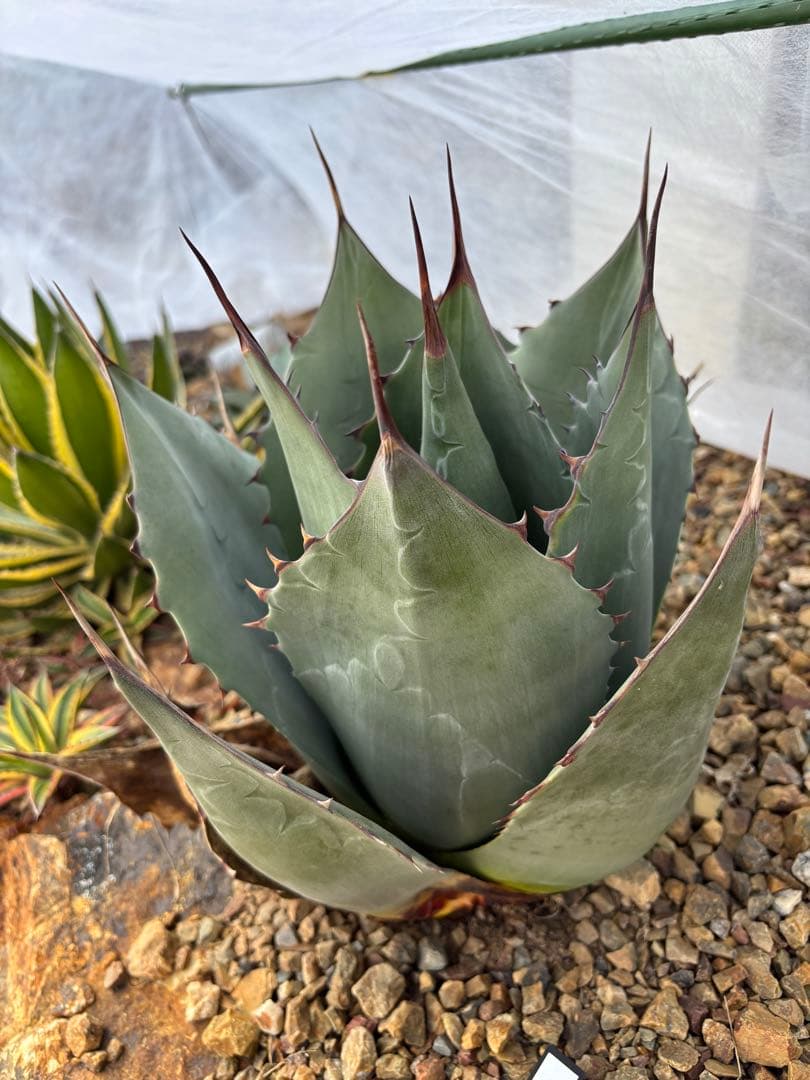 週末セール　値下げ　アガベ　パラサナ