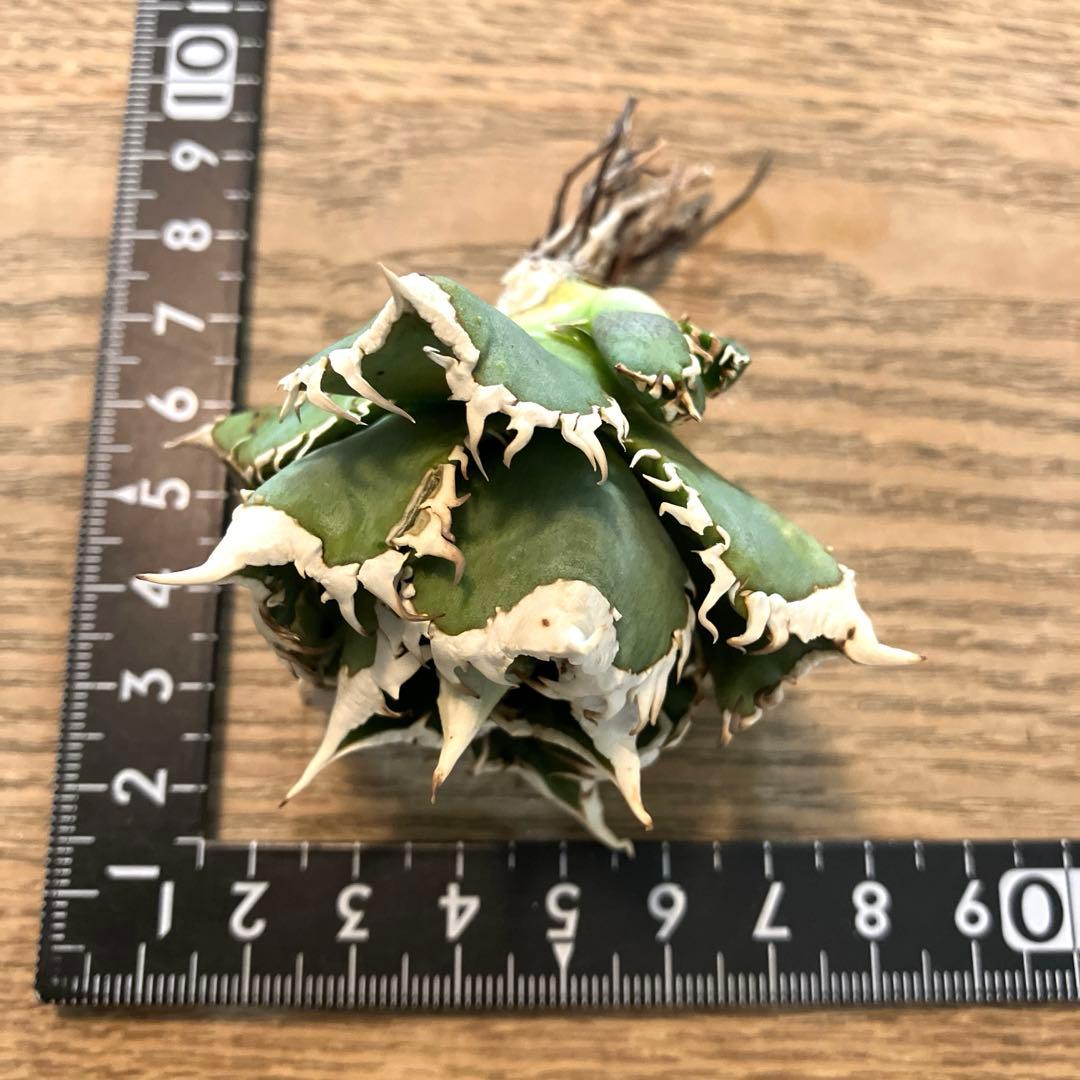 【初売り】64 超選抜　太棘　子株付き　コンパクト　アガベ　白豪刺TC 匿名配送