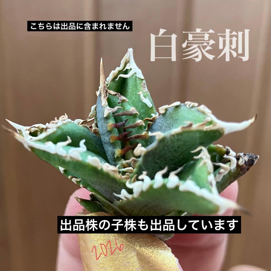 【初売り】64 超選抜　太棘　子株付き　コンパクト　アガベ　白豪刺TC 匿名配送