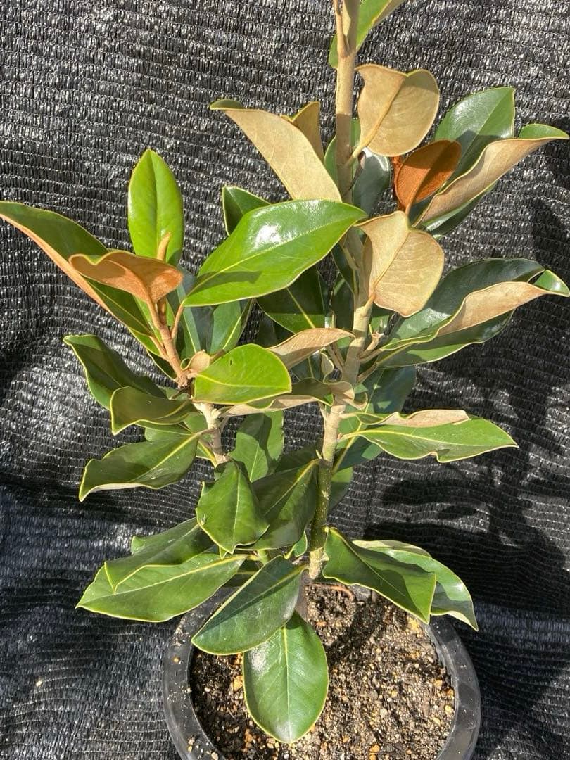 ①*:ஐ四季咲き・矮性！*:ஐ丈夫な接木・タイサンボク・苗木【リトルジェム】8号