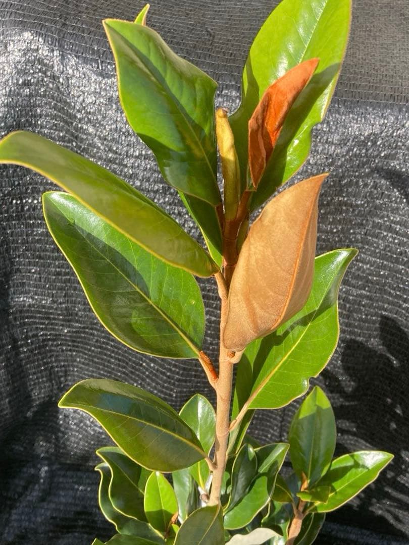 ①*:ஐ四季咲き・矮性！*:ஐ丈夫な接木・タイサンボク・苗木【リトルジェム】8号