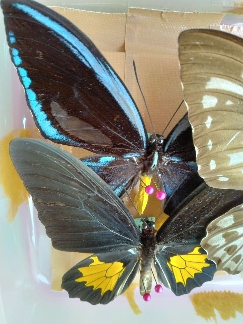 蝶の標本3匹セット