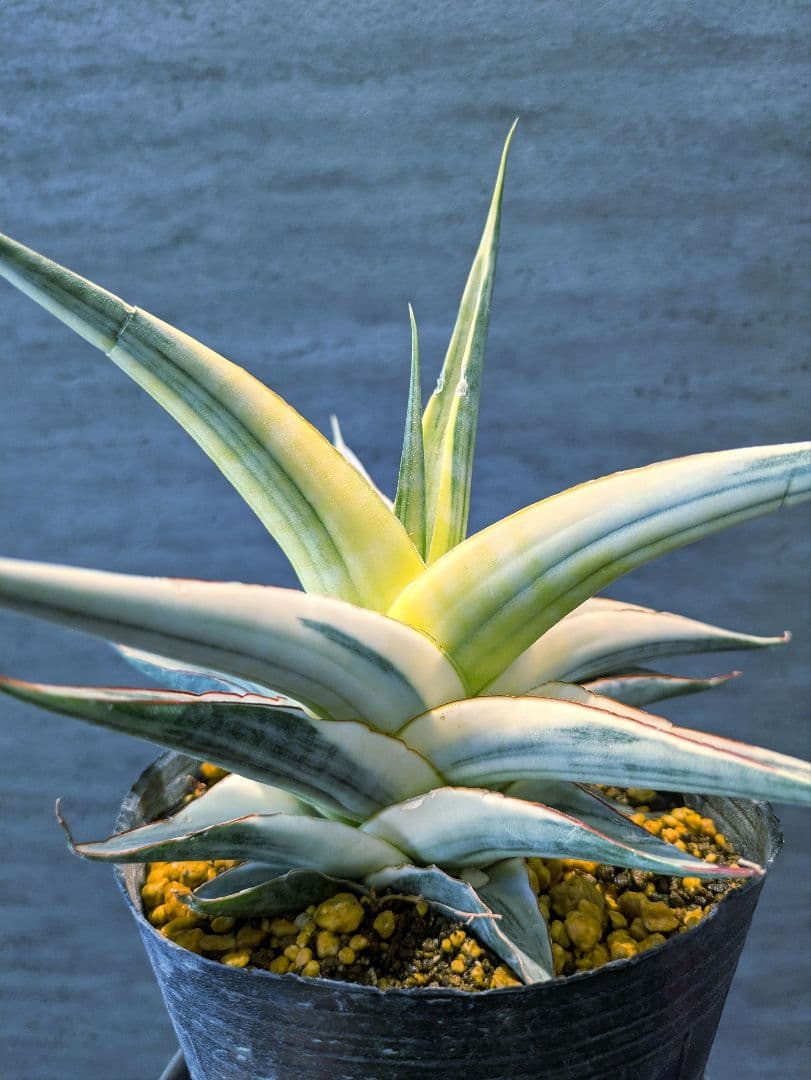 Ak　スノーホワイト 　サンスベリア　多肉植物　ロリダ　サボテン　アガベ