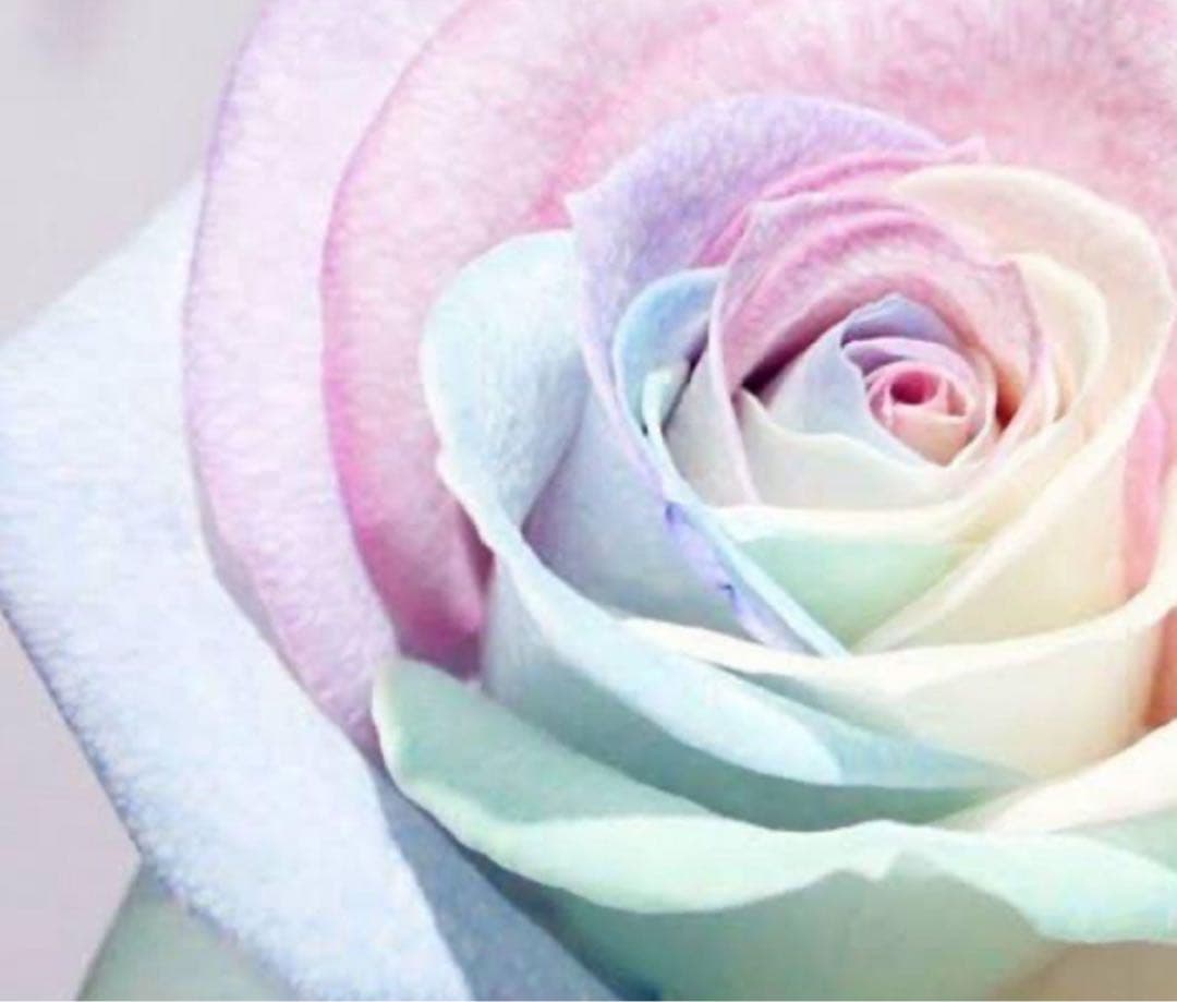 メグ様 9 おまとめ