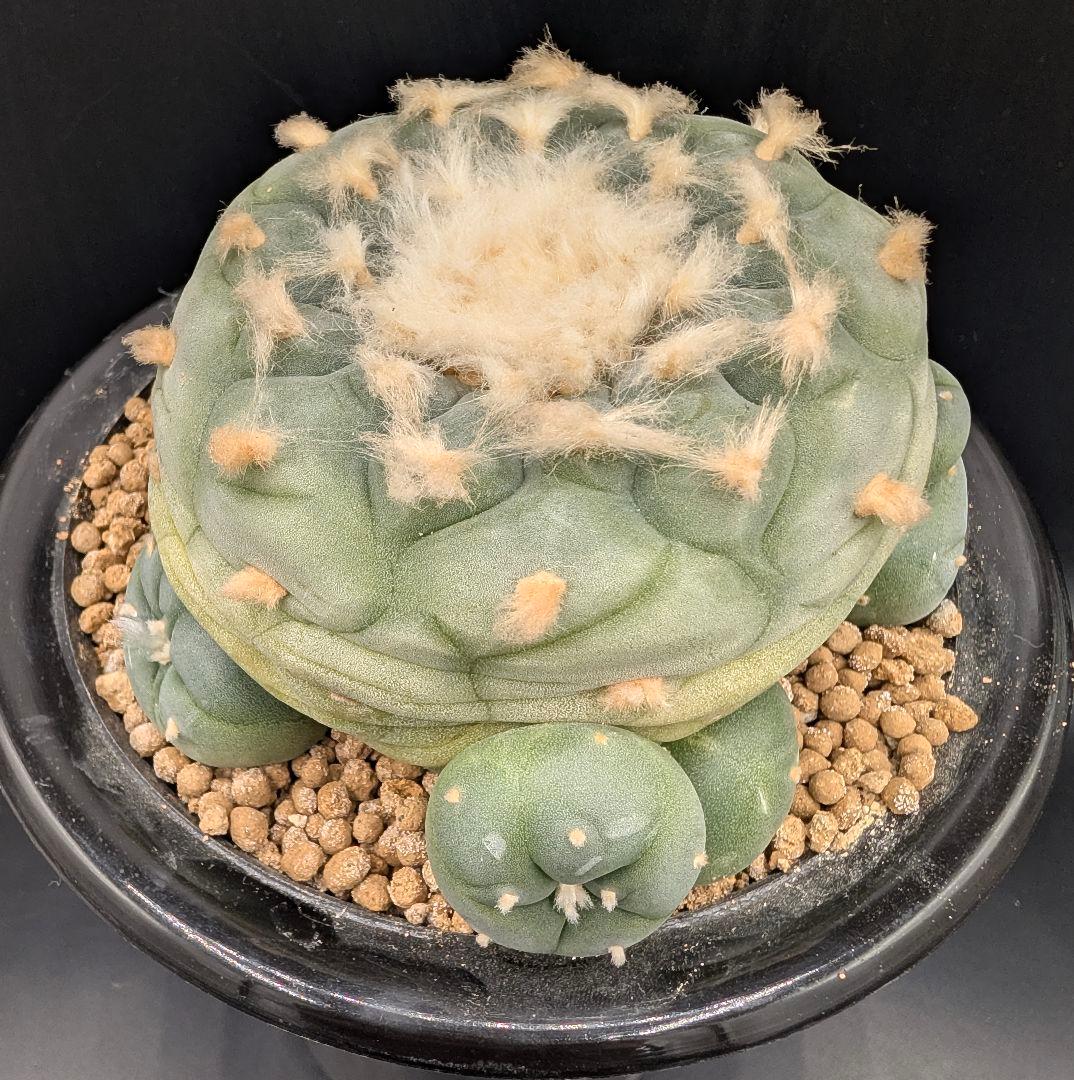 は*く様 銀冠玉 実生 鉢植えメルカリ便送料込み