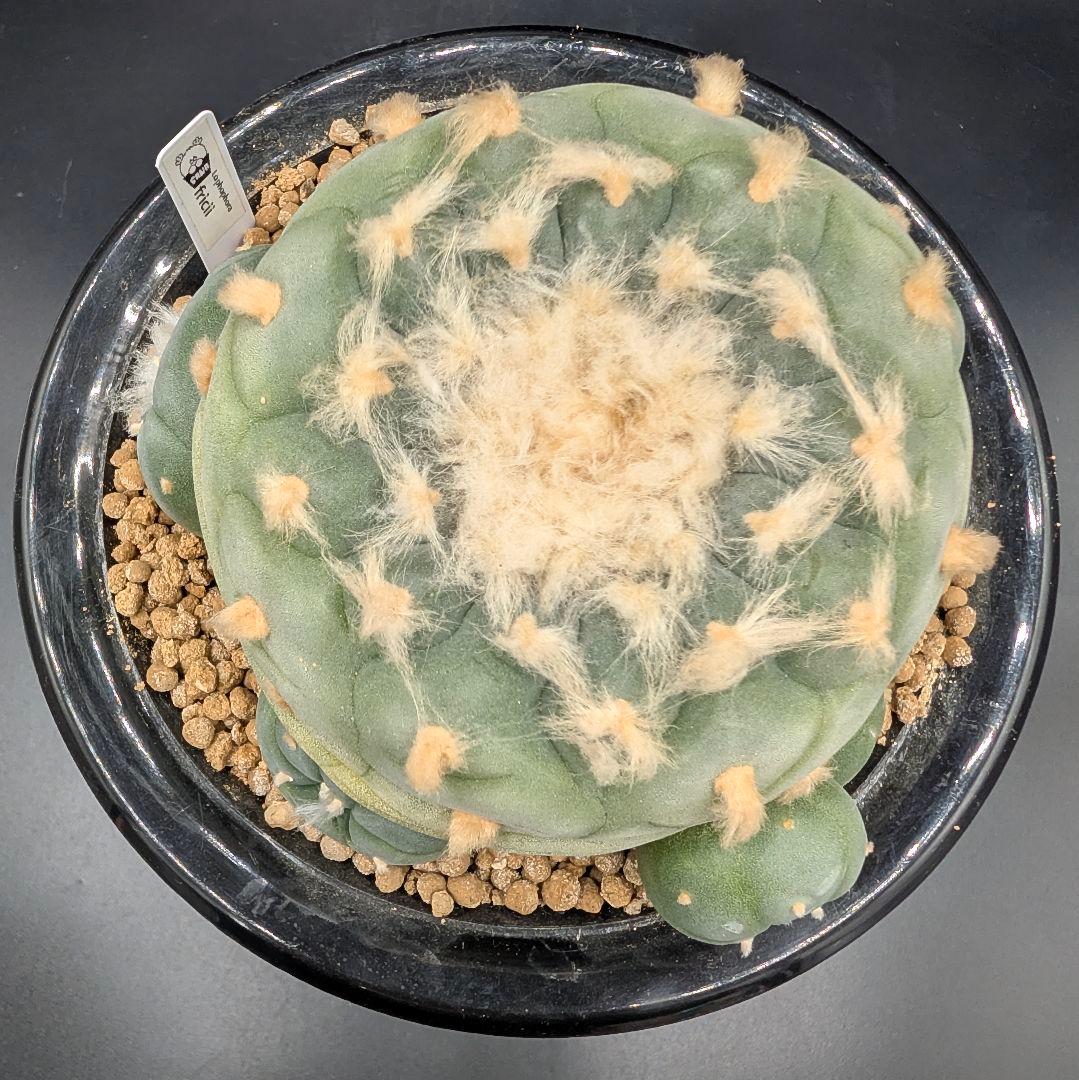 は*く様 銀冠玉 実生 鉢植えメルカリ便送料込み