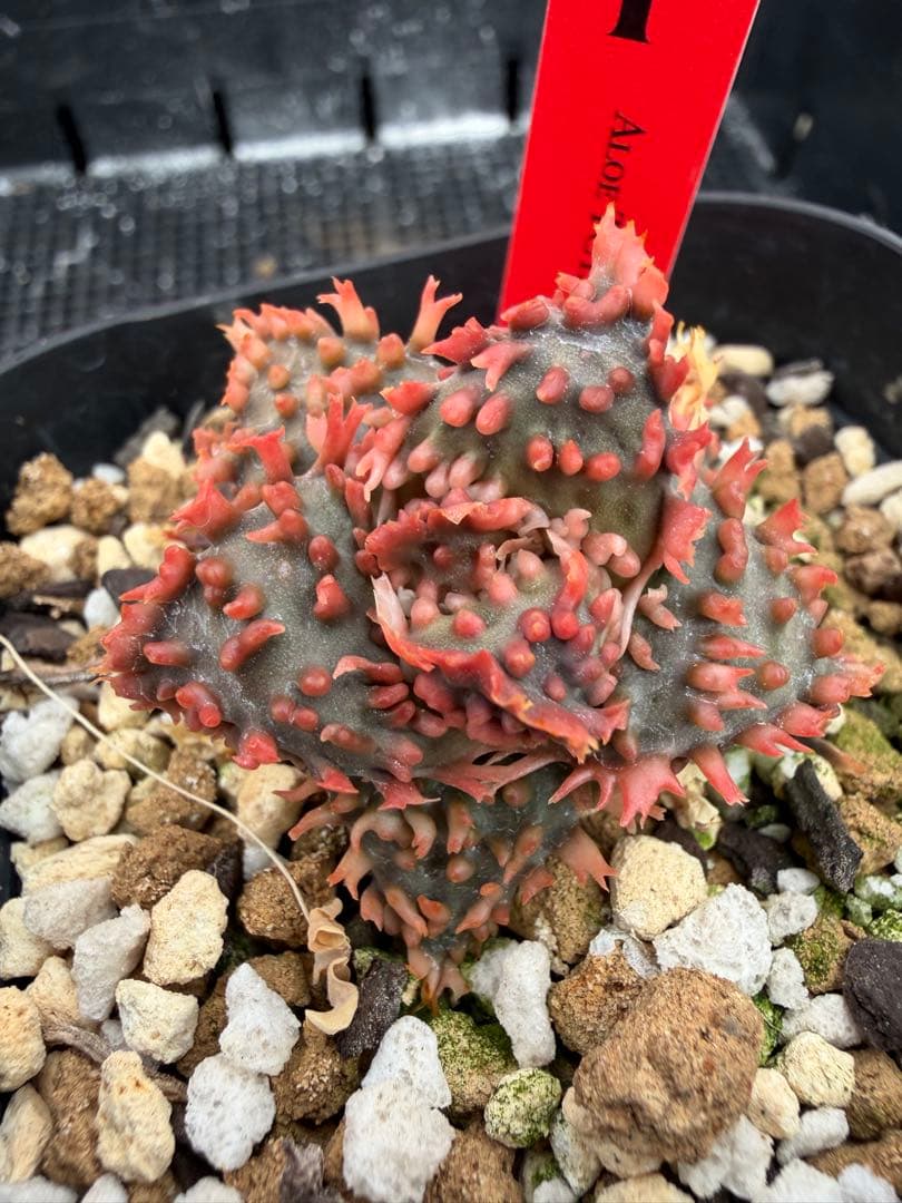 特上アロエ　ハイブリッド　Aloe hybrid 第四種　Fesp