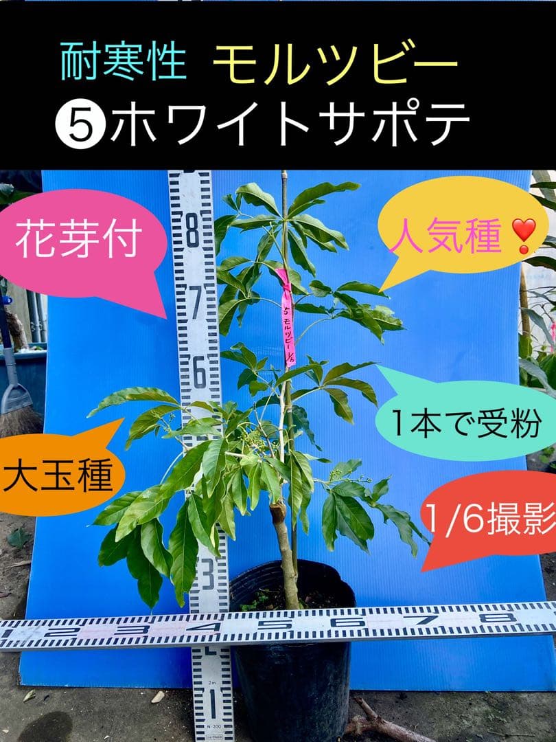 ❺ホワイトサポテ 接木苗モルツビー 大玉種