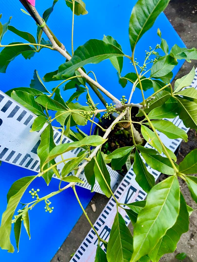 ❺ホワイトサポテ 接木苗モルツビー 大玉種