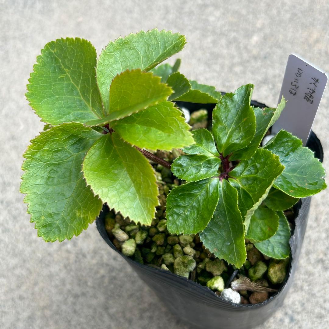 玲雪「新春セール」クリスマスローズ 小苗 かぐや姫×DDオキシ系いろは