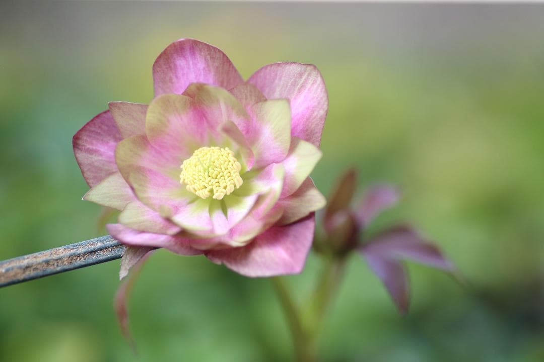 玲雪「新春セール」クリスマスローズ 小苗 かぐや姫×DDオキシ系いろは