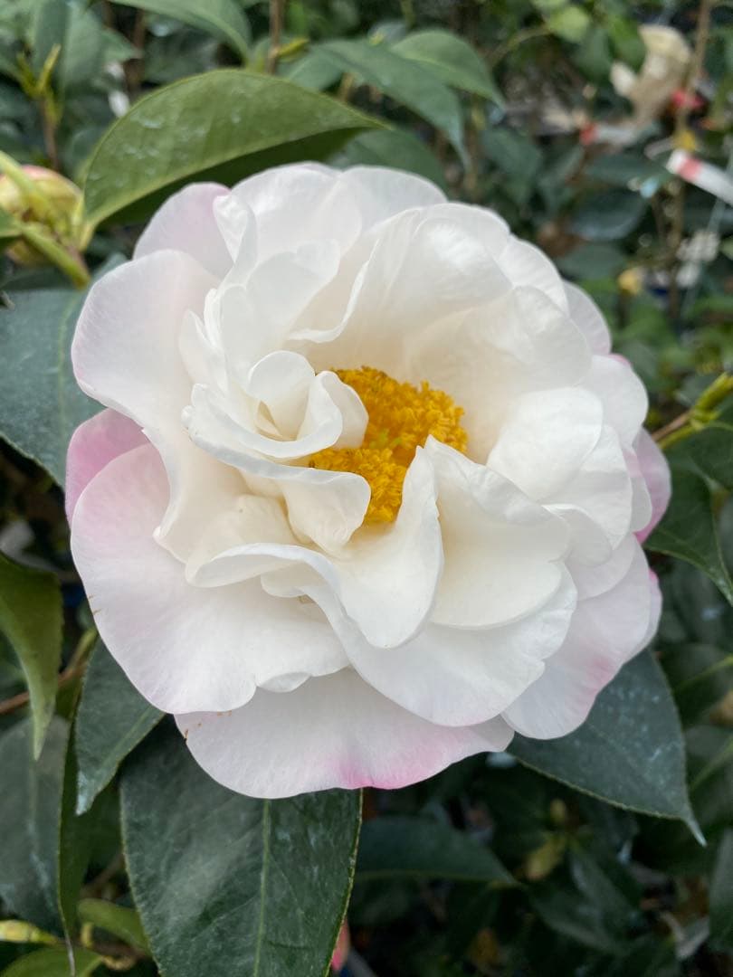 レディ　パーメラ(希少白唐ツバキ)