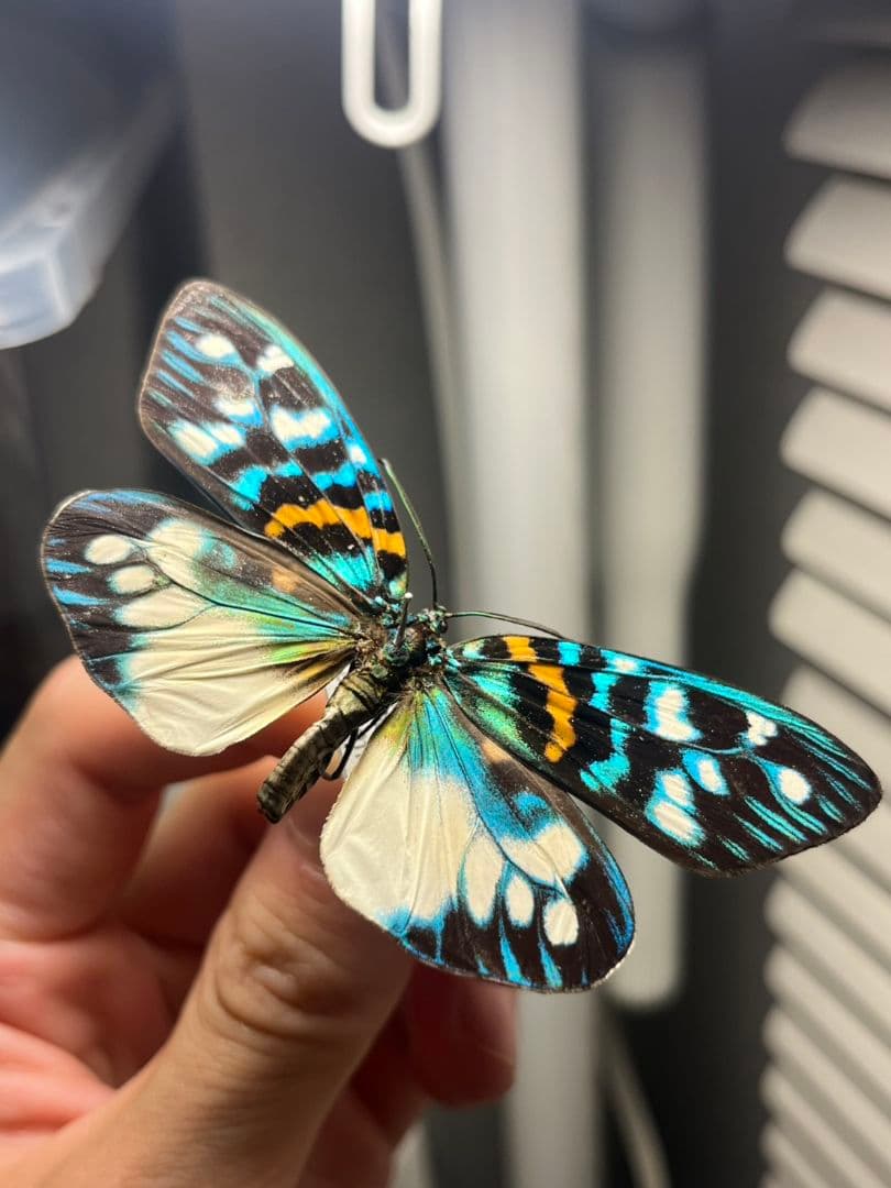 【極美個体】サツマニシキモルフォ蝶 蛾ピカソモスモルフォチョウ