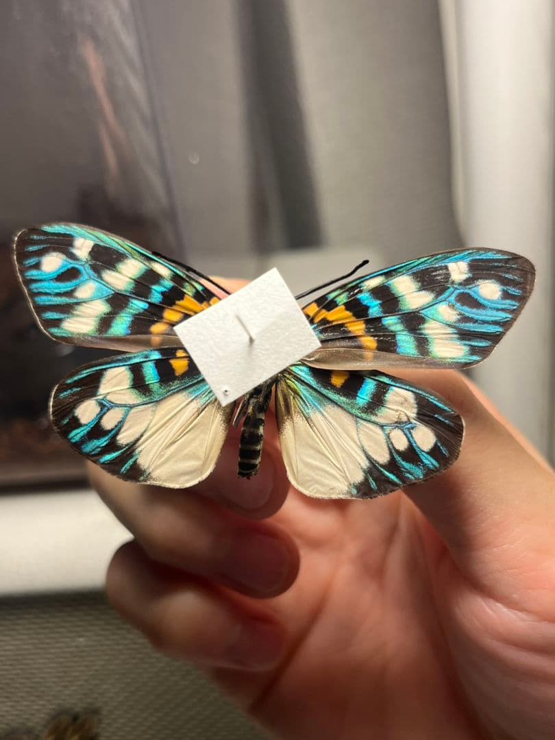 【極美個体】サツマニシキモルフォ蝶 蛾ピカソモスモルフォチョウ