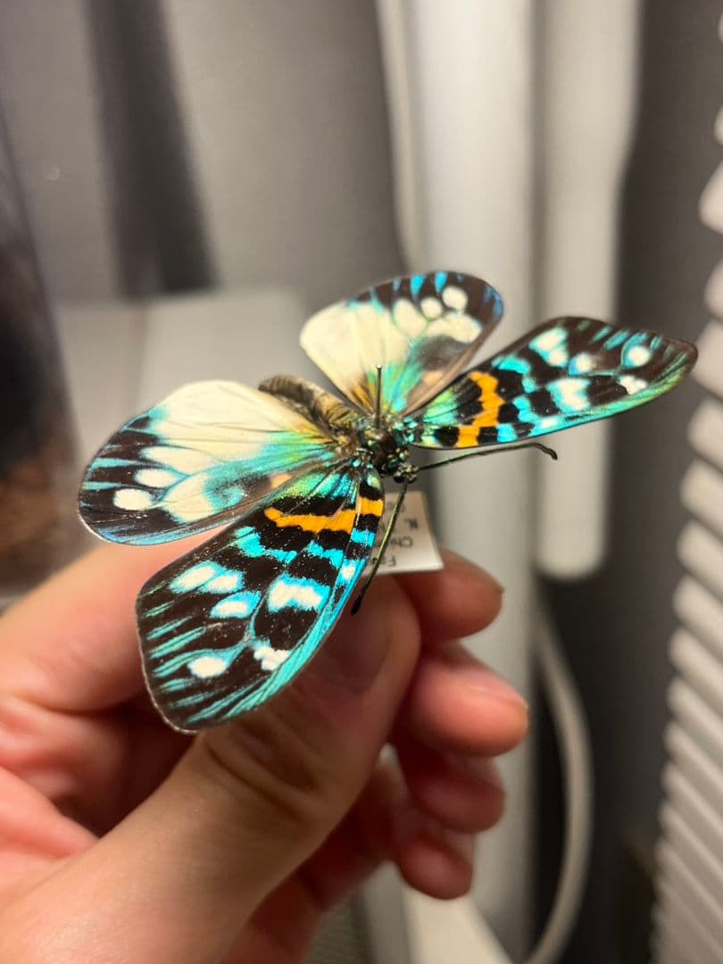 【極美個体】サツマニシキモルフォ蝶 蛾ピカソモスモルフォチョウ
