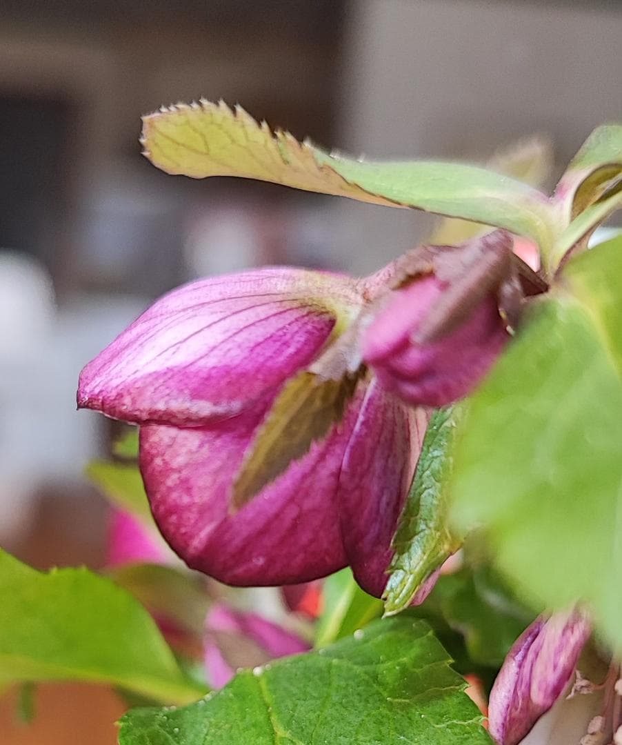 ベビードール★濃赤★クリスマスローズ★開花株★横山園芸