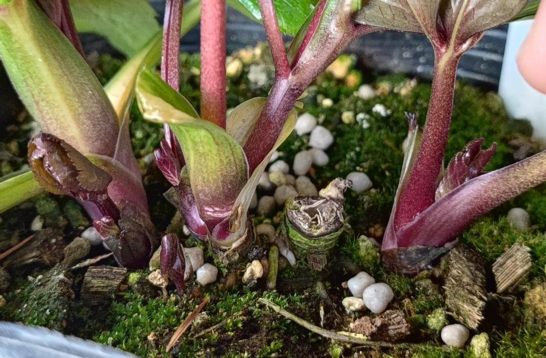 ベビードール★濃赤★クリスマスローズ★開花株★横山園芸