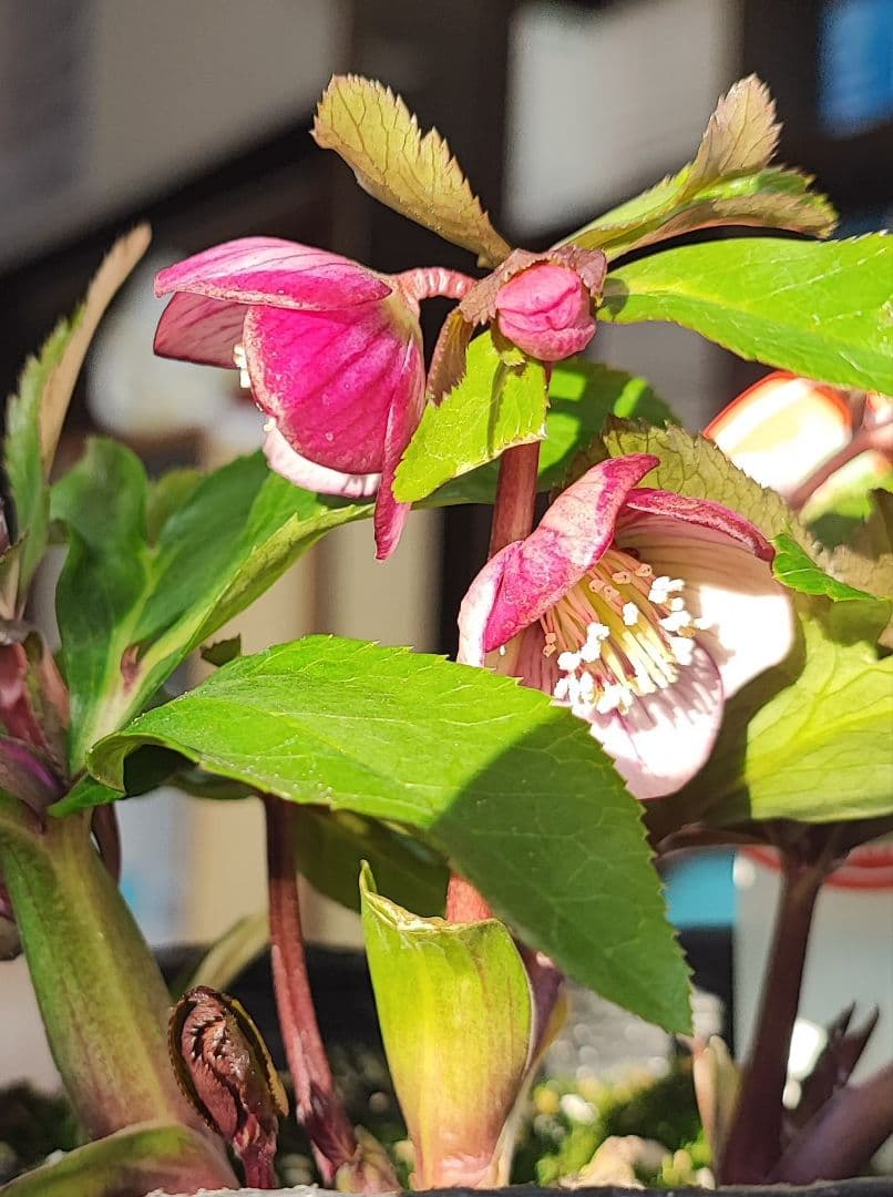 ベビードール★濃赤★クリスマスローズ★開花株★横山園芸