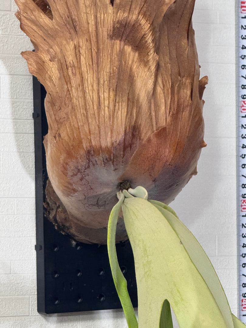 ビカクシダ ウィリンキー　板付