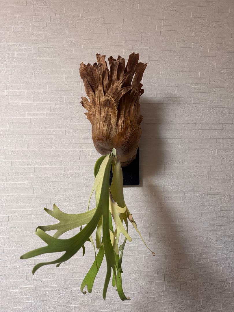 ビカクシダ ウィリンキー　板付