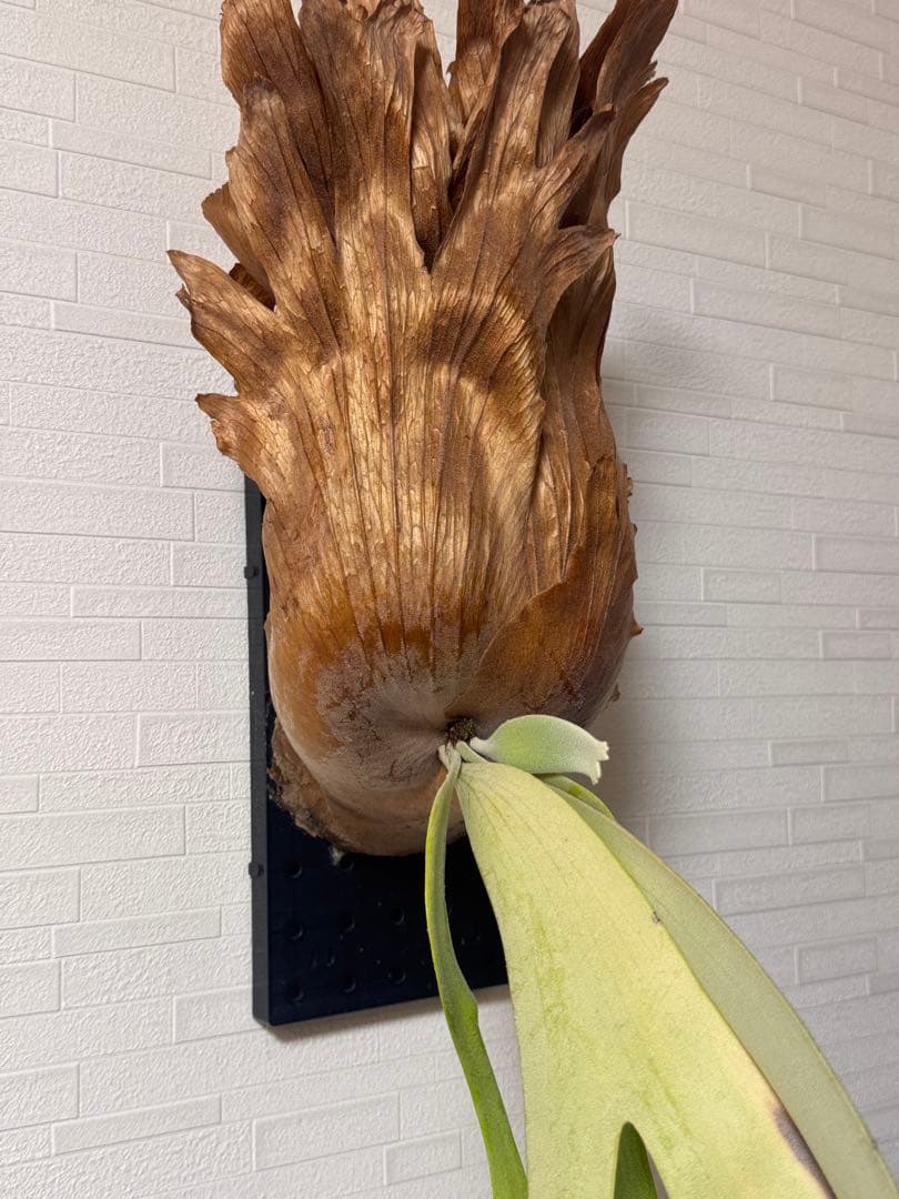 ビカクシダ ウィリンキー　板付