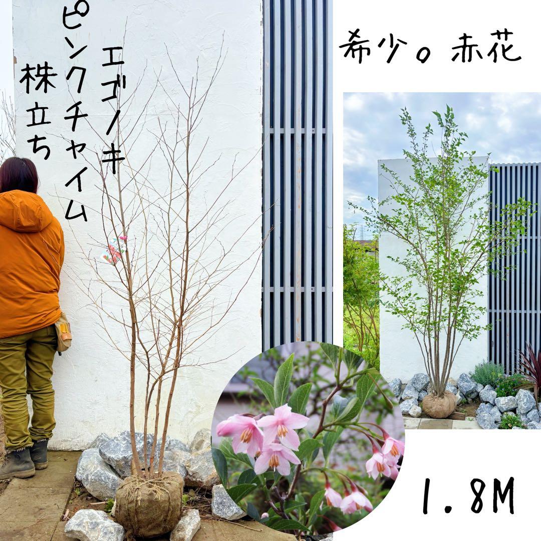 希少。赤花エゴノキピンクチャイム株立ち1.8M(鉢底から)