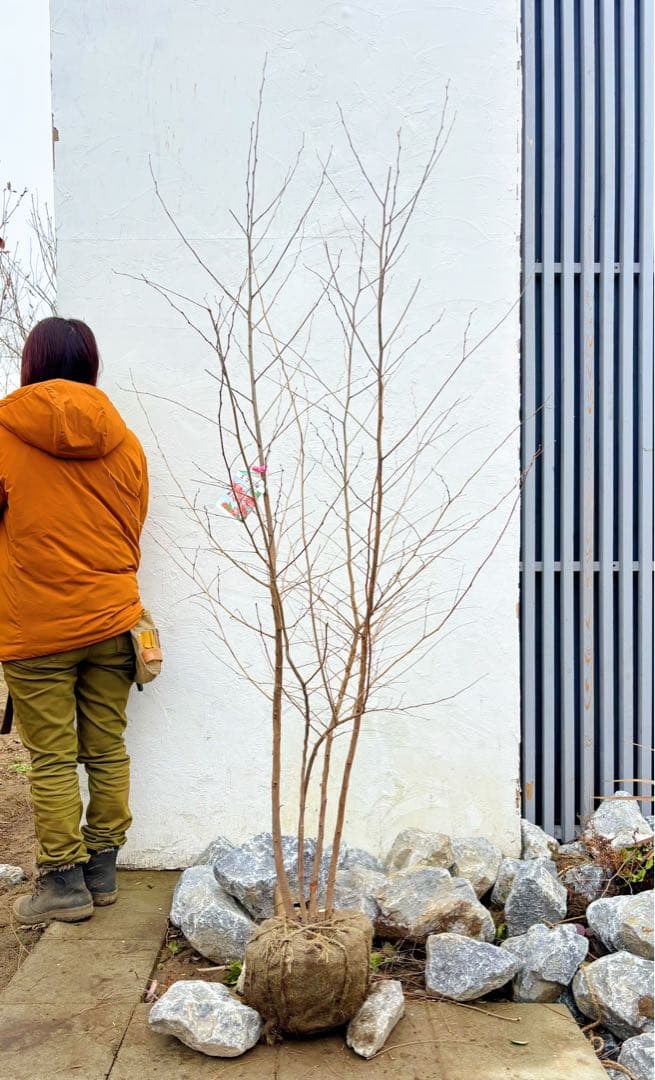 希少。赤花エゴノキピンクチャイム株立ち1.8M(鉢底から)