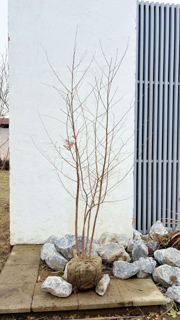 希少。赤花エゴノキピンクチャイム株立ち1.8M(鉢底から)