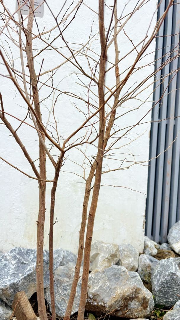 希少。赤花エゴノキピンクチャイム株立ち1.8M(鉢底から)