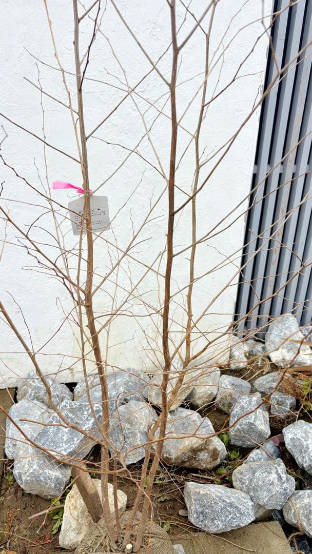 希少。赤花エゴノキピンクチャイム株立ち1.8M(鉢底から)