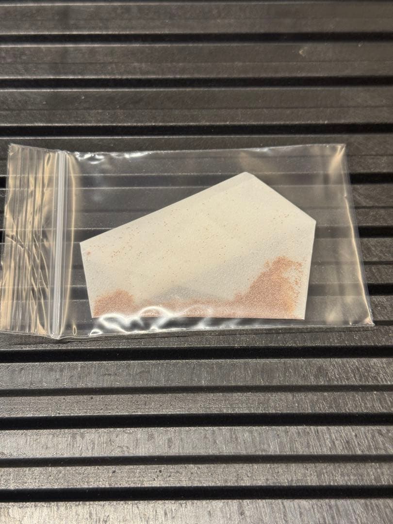 ビカクシダ seedling_laboratory