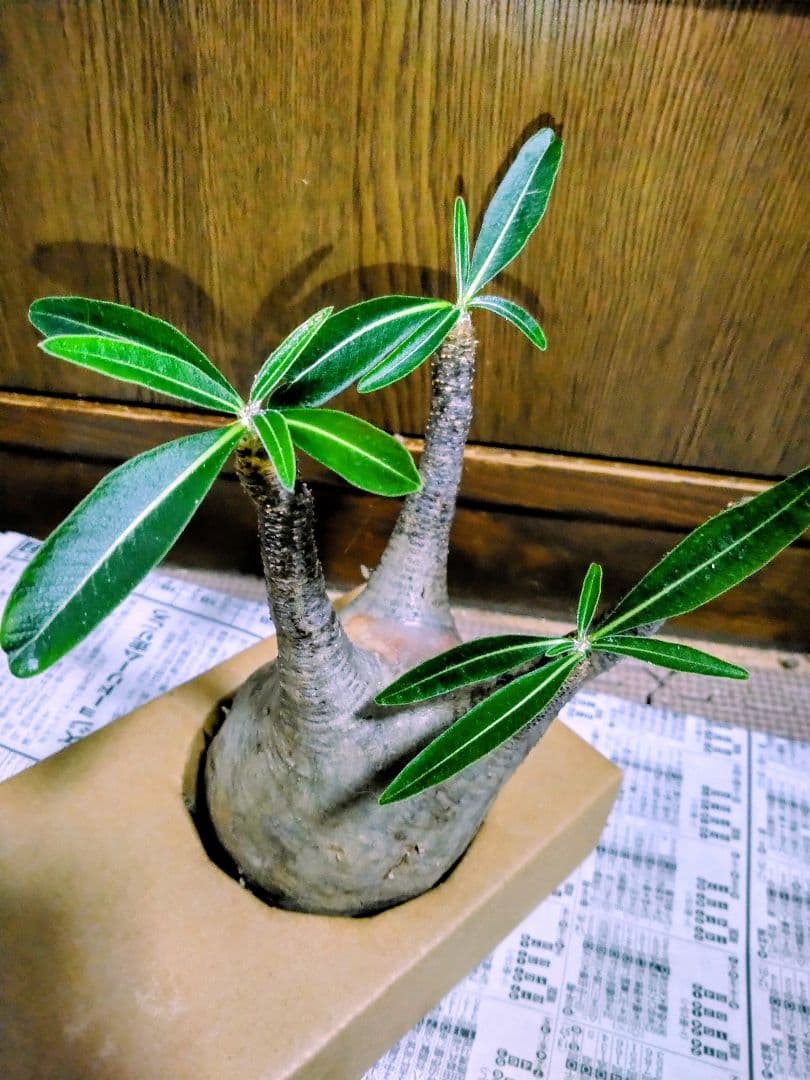 弱*店様 冬なのに元気な　グラキリスパキポディウム