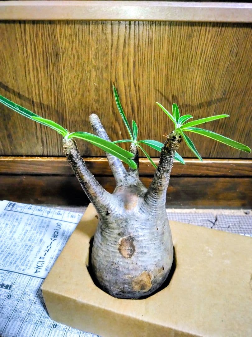 弱*店様 冬なのに元気な　グラキリスパキポディウム